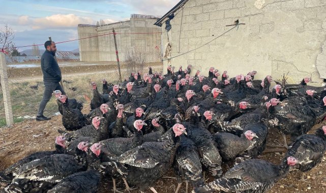 Yılbaşı öncesi yurt dışına 15 bin adet hindi gönderdi