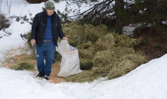 Yılkı atları ve kızıl geyikler için yem bırakıldı