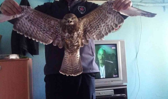 Yol kenarında bulunan yaralı şahin tedaviye alındı