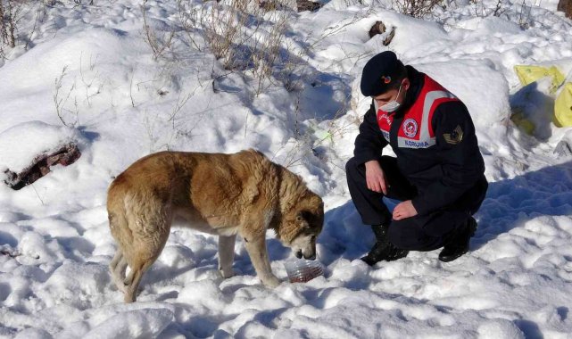 Yozgat'ta jandarma ekipleri doğaya yem bıraktı