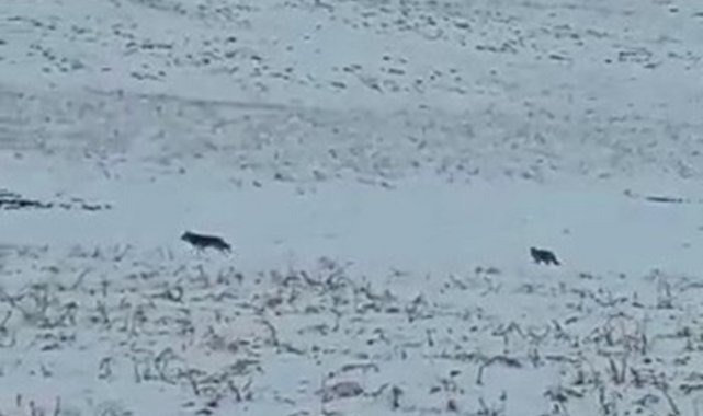 Yüksekova'da kurt sürüsü köye indi