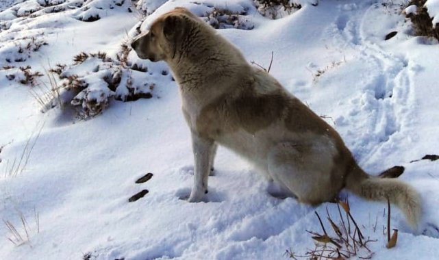 Yüksekova'nın yüksek kesimlerinde kar 5 santimetreyi buldu