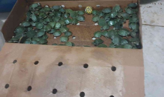 Yurda kaçak yollarla sokulmak istenen bin su kaplumbağası ele geçirildi