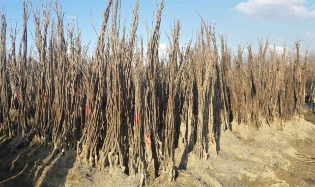 Yüzde 50 hibeli fidan desteği başvuruları başladı