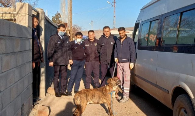 Zabıta Ekipleri Pitbull köpekleri için harekete geçti