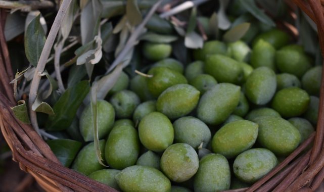 Zeytinyağı fiyatları, bir ayda en yüksek rakama ulaştı