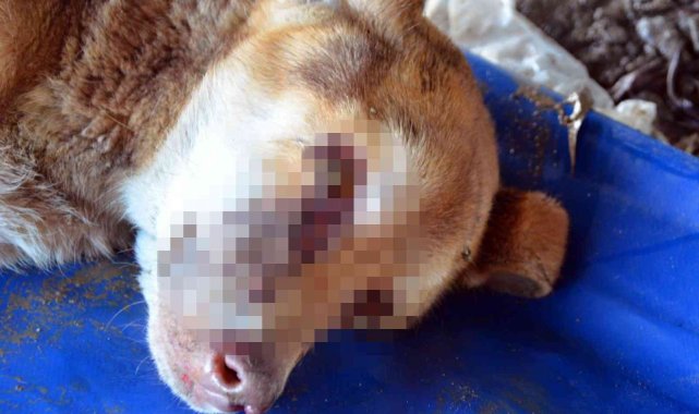 Zonguldak'ta gözleri oyulmuş sokak köpeği bulundu