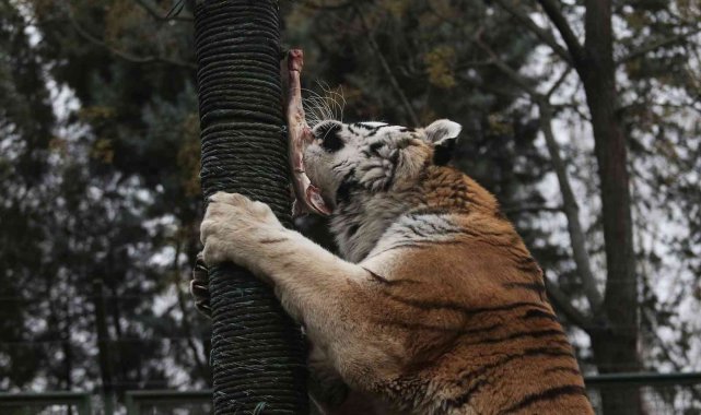 Zoopark'ta yırtıcı hayvanların beslenmeleri nefes kesti