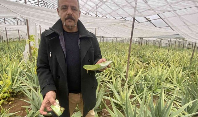 1 dekarla başladığı aloe vera üretiminde rekor kazanç sağladı