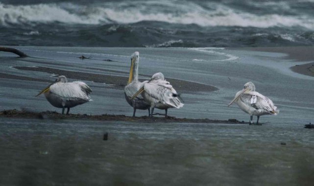 10 ayda 5 ülkede binlerce kilometre uçtu...Elektrik tellerine çarpıp öldü