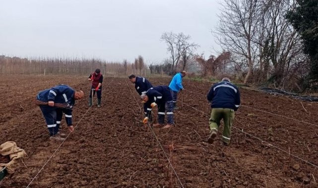10 bin çuha fide toprak ile buluştu