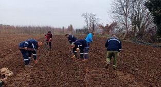 10 bin çuha fide toprak ile buluştu