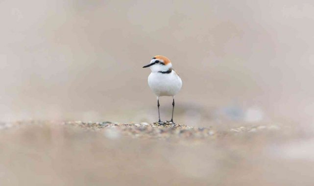 'İstanbul Kuşları' sergisi sanatseverlerin ziyaretine açıldı
