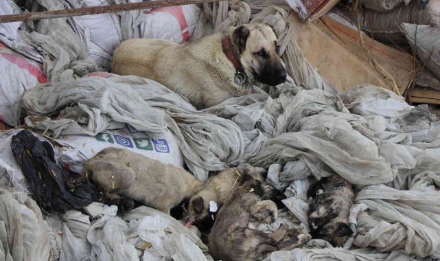 'Prenses'in evlat acısı