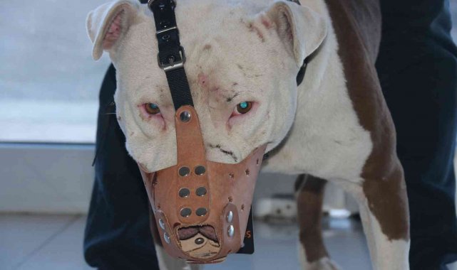 &#039;Yasaklı ırk&#039; köpek sahipleri silah alamıyor, saldırgan köpek yetiştiriyor