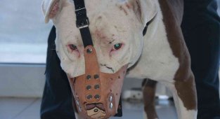 'Yasaklı ırk' köpek sahipleri silah alamıyor, saldırgan köpek yetiştiriyor