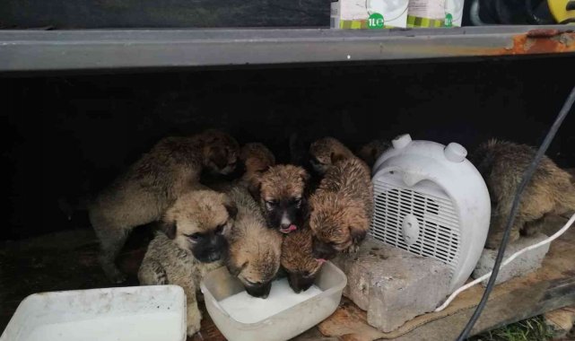 4 gün önce anneleri ölen 11 yavru köpeğe Mehmetçik şefkati