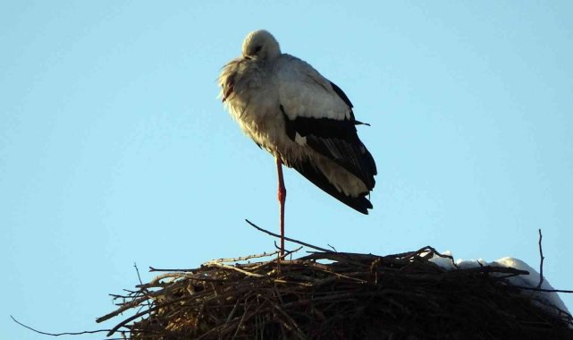 4 yıldır göç etmeyen leylek köyün maskotu oldu