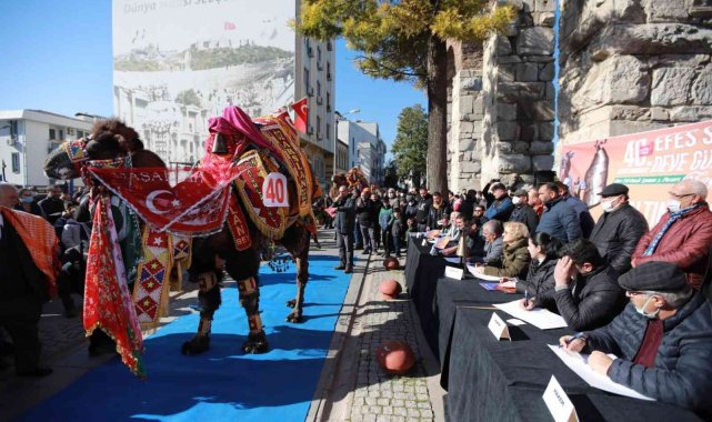40. Uluslararası Efes Selçuk Deve Güreşleri Festivali başladı