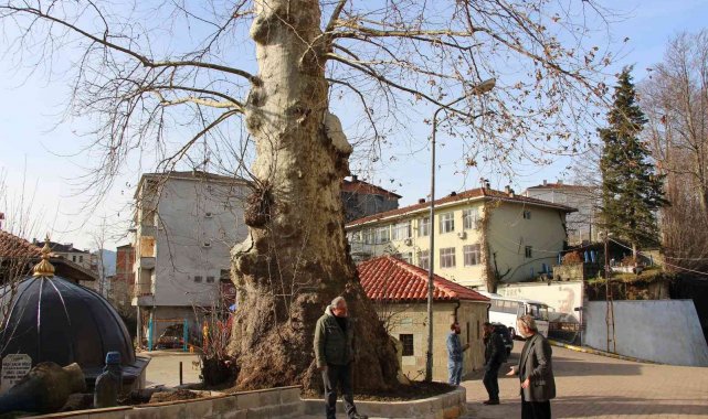 5 asırlık çınar ağacı mahallenin sembolü haline geldi