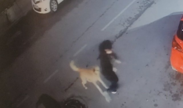 5 sokak köpeği yolda yürüyen 15 yaşındaki çocuğa saldırdı
