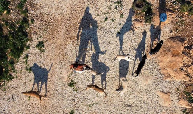 80 hayvana anne oldu, 53 köpek ile 27 kediyi sokaktan kurtardı