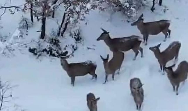 Aç kalan geyikler mahallelere indi