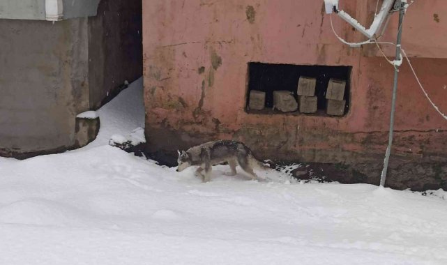 Aç kalan kurt ilçe merkezine indi, görenler telefonuna sarıldı