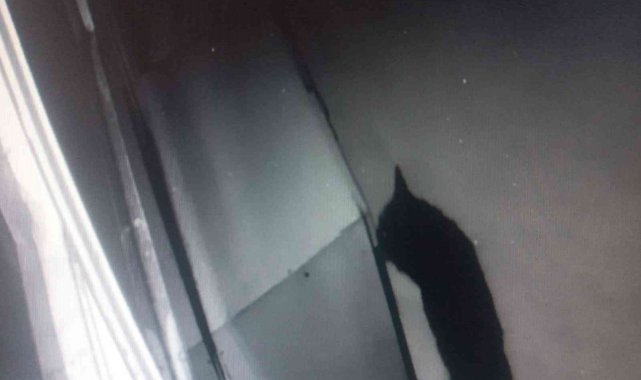 Aç kalan kurt şehir merkezine indi