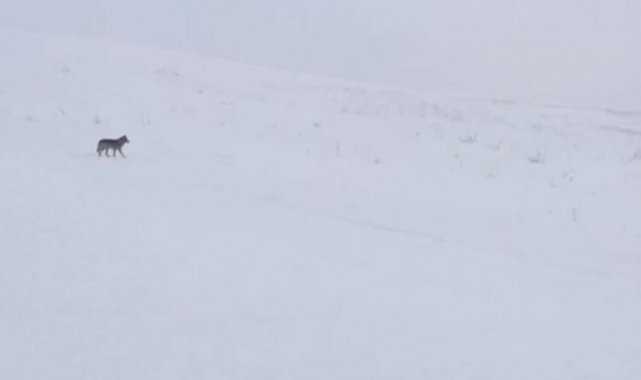 Aç kalan kurtlar yiyecek arayışına girdi