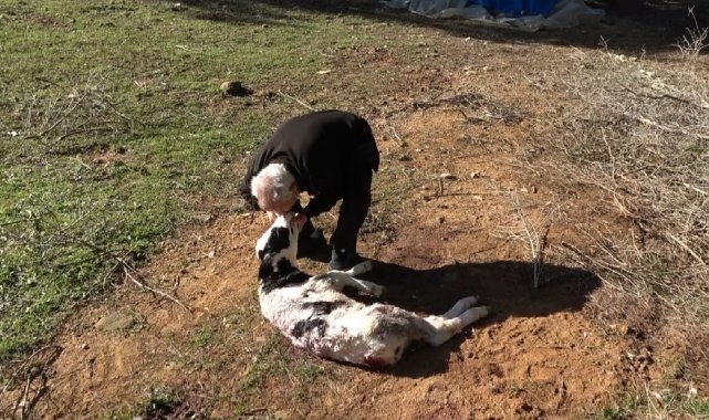 Aç kalan sokak köpekleri 5 günlük buzağıyı telef etti