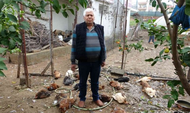 Aç kalan sokak köpekleri kümese saldırdı, 80'e yakın tavuk telef oldu
