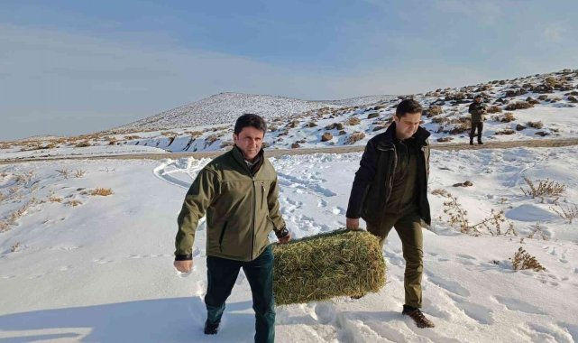 Aç kalan yaban hayvanları için yem bırakıldı
