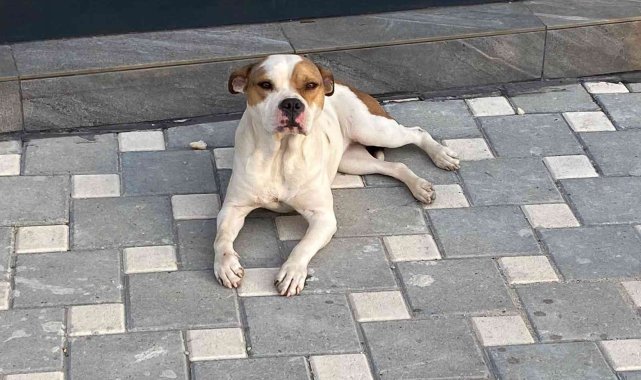 Adana'da 2021'de sokağa bırakılan 70 yasaklı köpek toplandı