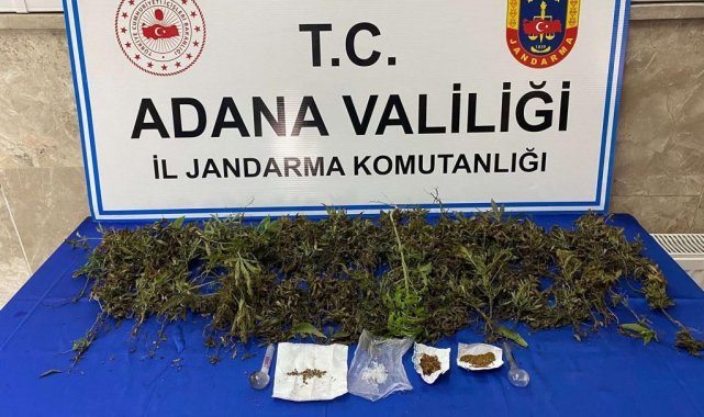 Adana'da 232 adet kök kenevir bitkisi ele geçirildi