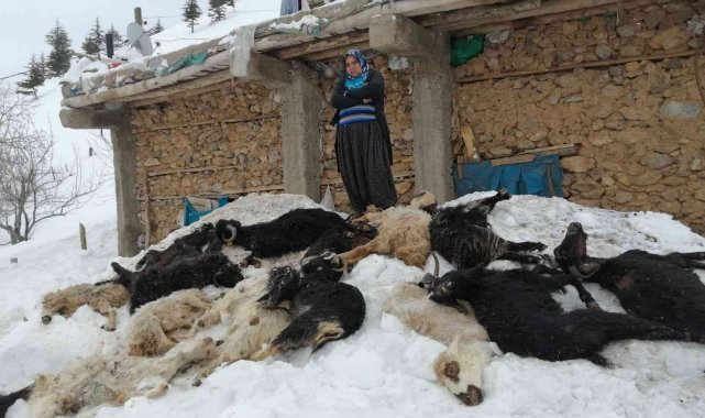 Adana'da besici ailenin 350 küçükbaş hayvanı telef oldu