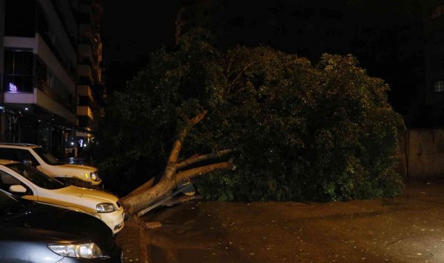 Adana'da sağanak yağış ve rüzgar 7 metrelik ağacı devirdi