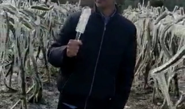 Adanalı üreticiye buz sarkıtı şoku