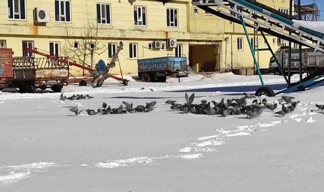 Adıyaman'da aç kalan kuşlar unutulmadı