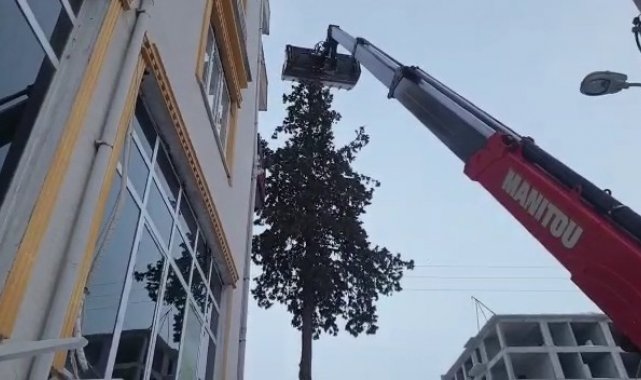 Ağaçta 2 gün mahsur kalan kedi kurtarıldı