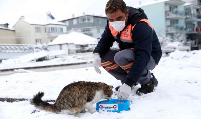 Ağır kış koşullarında sokak hayvanları unutulmadı