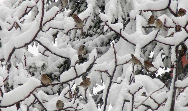 Ahlat'ta yoğun kar yağışı