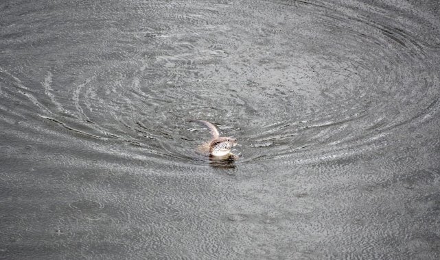 Akarçay'da görülen su samuru şaşkınlığa sebep oldu