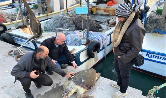 Akdeniz'in simgesi bir bir ölüyor... İki haftada ikinci kez bulundu