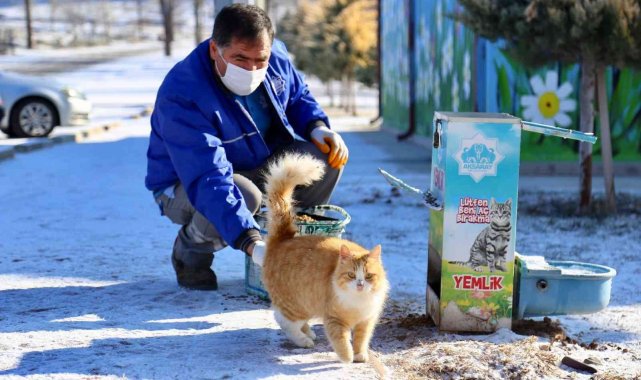 Aksaray Belediyesi sokak hayvanlarını unutmadı