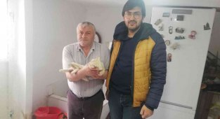 Akşehir Belediyesi sahipli hayvanlar için de kısırlaştırma hizmetine devam ediyor