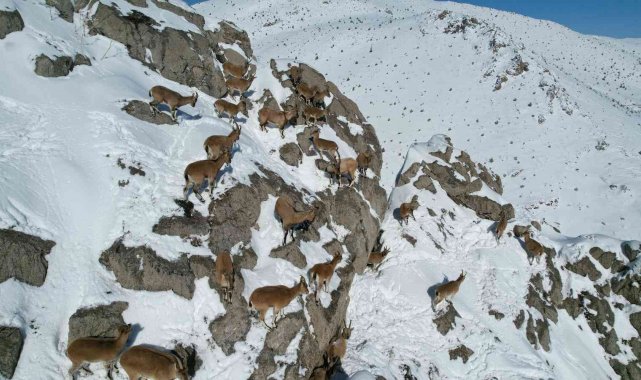 Aladağlar&#039;da dağ keçileri drone ile görüntülendi