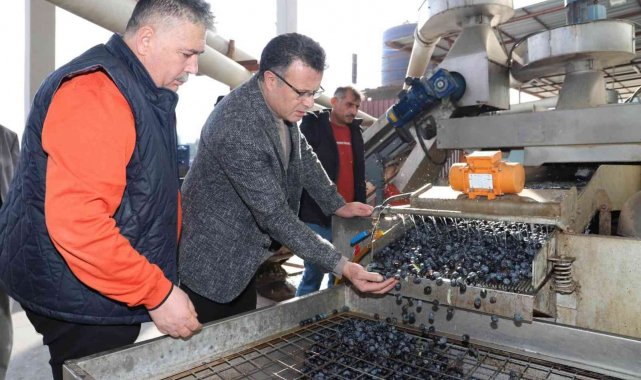 Alaşehir&#039;de üzüme alternatif zeytin üretimi hızla artıyor