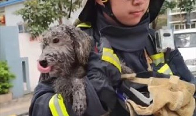 Alevlerden kaçıp balkona sığınan köpeği itfaiye kurtardı