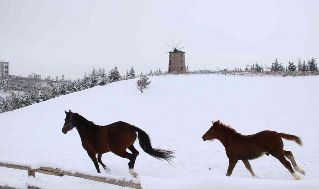 Altınköy'ün hayvanları karın keyfini çıkarttı